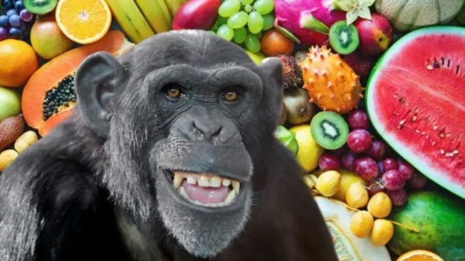 Estudio revela que los chimpancés ingieren el equivalente a dos copas de alcohol al día