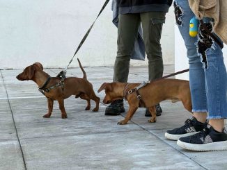 Llevará Municipio Quirófano Veterinario Móvil a los fraccionamientos Morelos I y Pensadores Mexicanos