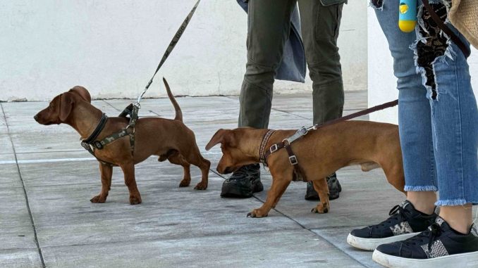 Llevará Municipio Quirófano Veterinario Móvil a los fraccionamientos Morelos I y Pensadores Mexicanos