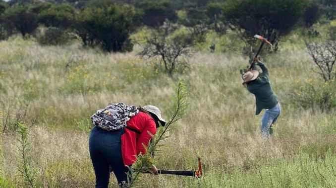 Secretaría de Medio Ambiente y ciudadanía unen esfuerzos para reforestar el Bosque de Cobos-Parga