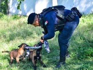 Avanza el entrenamiento de los cachorros K-9 de la Policía Municipal, Thanos y Zeus