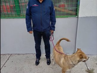 Llevarán al fraccionamiento Villa Loma Dorada Jornada de Esterilización canina y felina gratuita