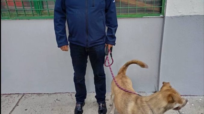 Llevarán al fraccionamiento Villa Loma Dorada Jornada de Esterilización canina y felina gratuita