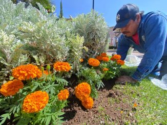 Embellece Municipio de Aguascalientes la Ciudad con m{as de seis mil plantas de Cempasúchil