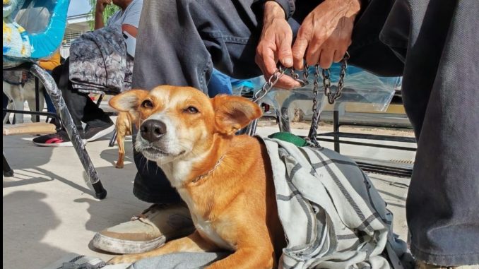 Municipio de Aguascalientes realizará esterilizaciones gratuitas en el Barrio de la Purísima