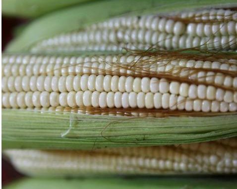 “No es una buena oferta”, dicen agricultores de Michoacán sobre acuerdo con Gobierno Federal