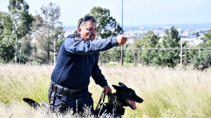 Grupo de Operaciones Especiales K-9, entrenados para intervenciones Policiales de alto impacto