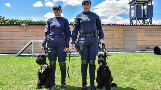Policía Estatal presenta a sus nuevos Elementos: los cachorros Delta y Ranger se preparan para ser K9