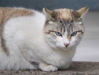 Futuros Veterinarios de la UAA colaboran en Campaña de Bienestar Animal con servicios gratuitos