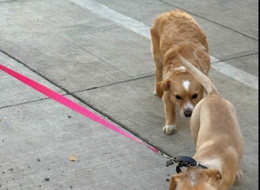 Anuncian ISSEA y Coordinación General de Salud Municipal nuevas Jornadas de esterilización caninas y felinas