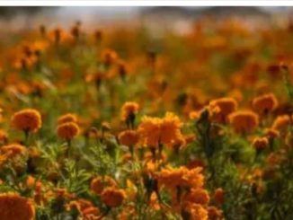 Día de Muertos | Cempasúchil: la flor guía de los difuntos