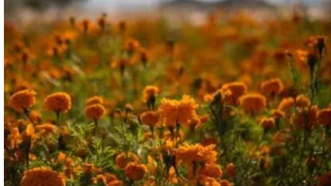 Día de Muertos | Cempasúchil: la flor guía de los difuntos