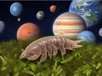 Musgo japonés resiste el vacío espacial y plantea nuevas preguntas sobre la vida