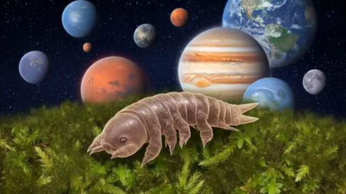 Musgo japonés resiste el vacío espacial y plantea nuevas preguntas sobre la vida