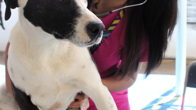 Atención veterinaria gratuita llegará a Tepezalá, San Francisco de los Romo y Cosío, la próxima semana