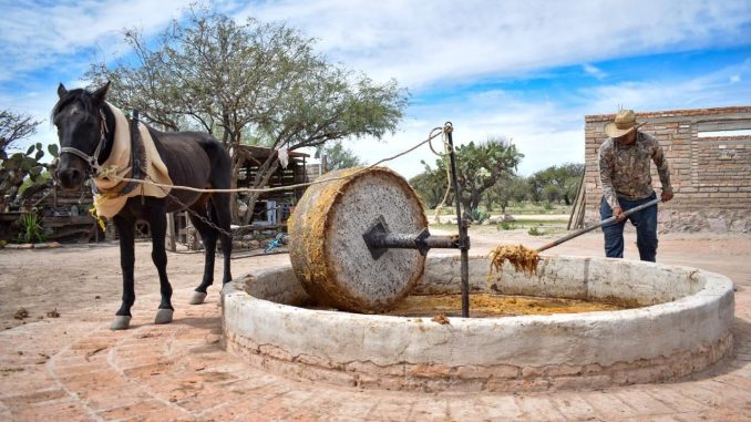 Reconocen a Mezcal de Aguascalientes como uno de los mejores de México
