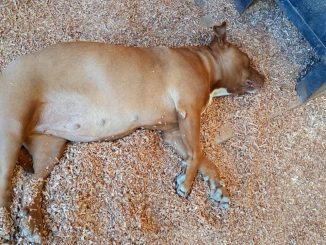 El rescate de Ramona, una historia de esperanza y amor incondicional