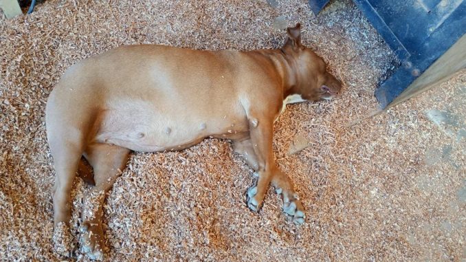 El rescate de Ramona, una historia de esperanza y amor incondicional