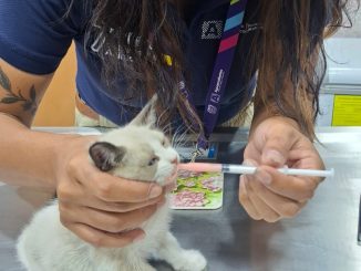 🐱💚 ¡Tres gatitas rescatadas y con nuevo hogar!