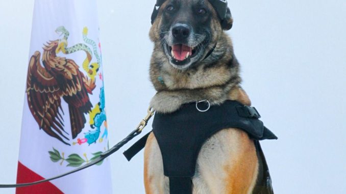 Con honores se jubilan cinco héroes K9 tras una vida de servicio y entrega a Aguascalientes