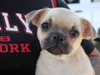 Jornada de Servicios veterinarios gratuitos