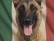 Aguascalientes tiene nueva Agente K9: Puck, especialista en detección de explosivos