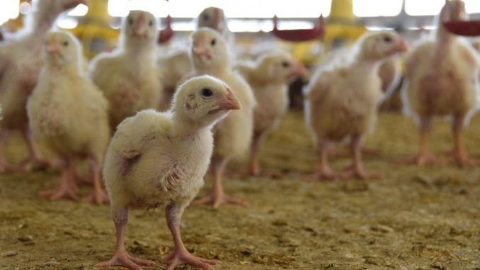 Pollo de Aguascalientes, listo para llegar a las mesas de México en esta Navidad