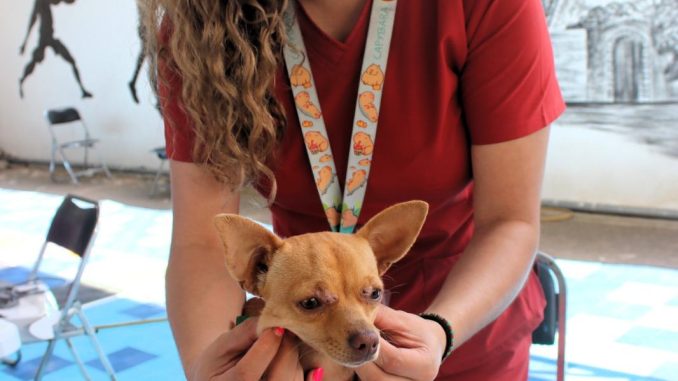 Con más de 20 mil acciones, en Aguascalientes se promueve el cuidado animal