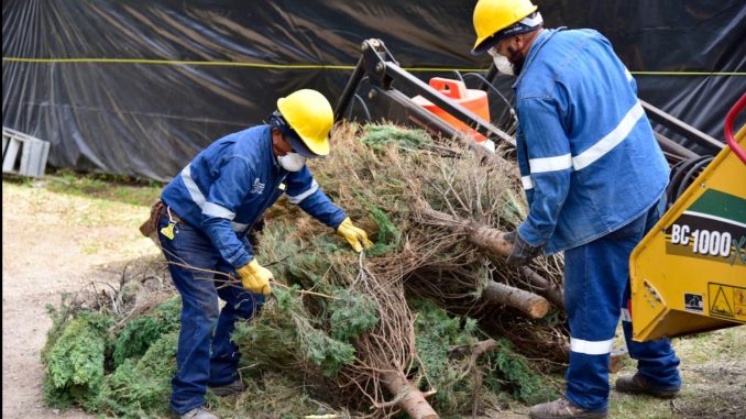 Habilita Municipio de Aguascalientes Centro de Acopio para árboles navideños naturales y residuos de poda