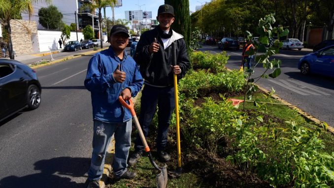 Fortalece Municipio de Aguascalientes la imagen urbana con trabajos de plantación y rehabilitación de áreas verdes