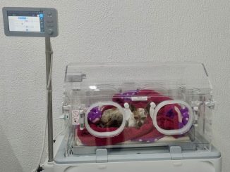 Se realizó la primera Cesárea en el Hospital Veterinario Municipal de Aguascalientes