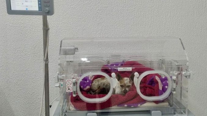 Se realizó la primera Cesárea en el Hospital Veterinario Municipal de Aguascalientes