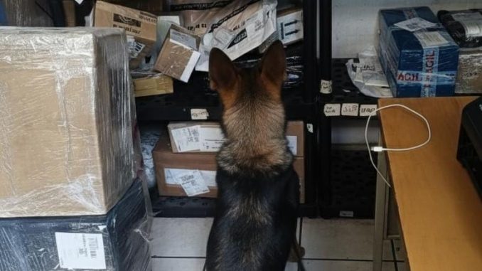 Policías Estatales detectan artefactos explosivos de pólvora negra en Empresa de paquetería, sumaron aproximadamente 6 kilogramos