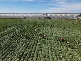 Aguascalientes es líder nacional en producción de lechuga
