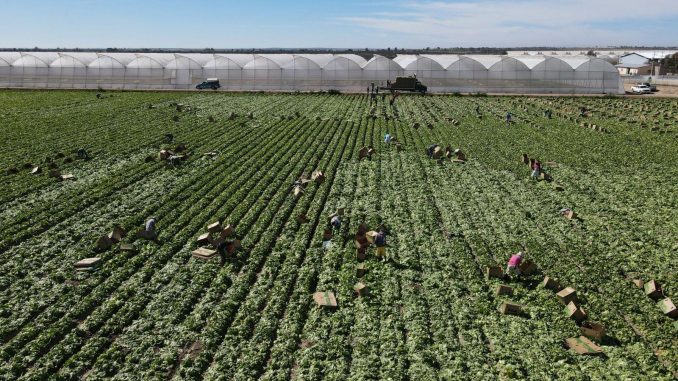 Aguascalientes es líder nacional en producción de lechuga