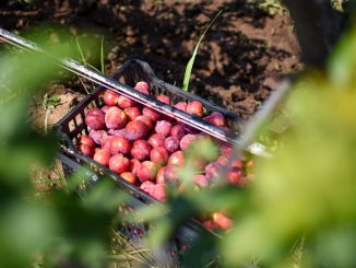 Aguascalientes apoya a sus productores para que obtengan mejores ganancias con nuevos cultivos