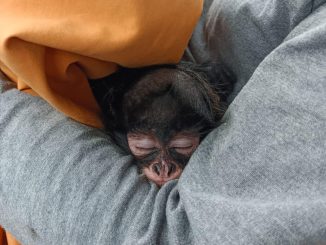 Hay un nuevo inquilino en el refugio de fauna silvestre del parque Rodolfo Landeros; conócelo