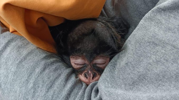Hay un nuevo inquilino en el refugio de fauna silvestre del parque Rodolfo Landeros; conócelo
