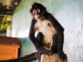 Ayúdanos a ponerle nombre a nuestro nuevo Amigo del Parque Rodolfo Landeros
