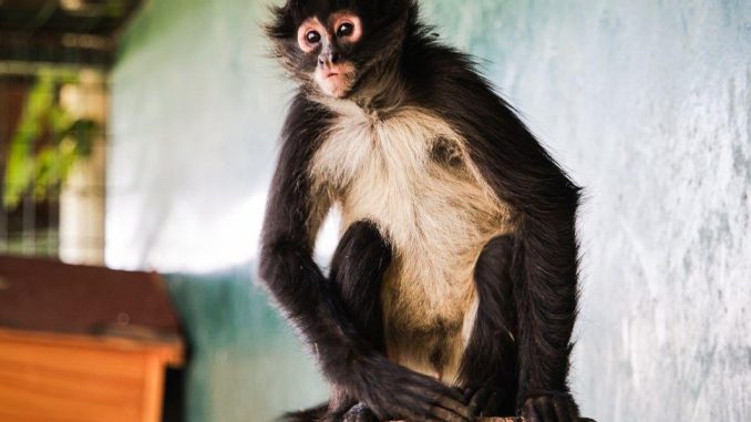 Ayúdanos a ponerle nombre a nuestro nuevo Amigo del Parque Rodolfo Landeros