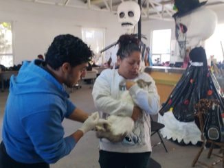 Realizarán Mega Jornada de esterilización felina y canina en el oriente de la ciudad