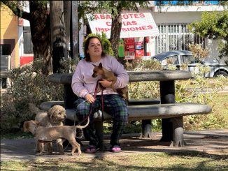 Llevarán a cabo Jornadas de esterilización caninas y felinas en Guadalupe Peralta y en La Purísima