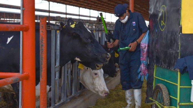 Abren apoyos para impulsar a productores de ganado, abejas y peces
