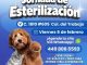 Regresan las Jornadas de Esterilización: Alma Hilda