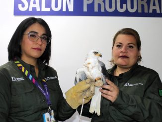 🦅🌿 Siguiendo el Protocolo Estatal de Atención a Reportes de Fauna Silvestre