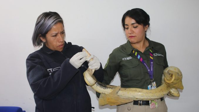 🚒🤝🐍 Trabajo en equipo por la seguridad y la protección de la fauna