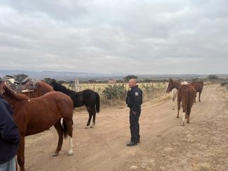 Seis caballos reportados como extraviados fueron localizados por Elementos del Mando Coordinado en el Municipio de San José de Gracia