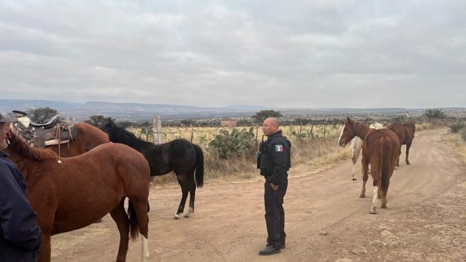 Seis caballos reportados como extraviados fueron localizados por Elementos del Mando Coordinado en el Municipio de San José de Gracia
