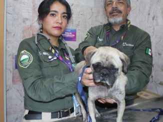 🐾💚 Atender un reporte puede cambiar una vida