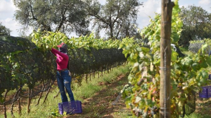Acercan Programas del Campo 2026 a productoras y productores de comunidades Rurales